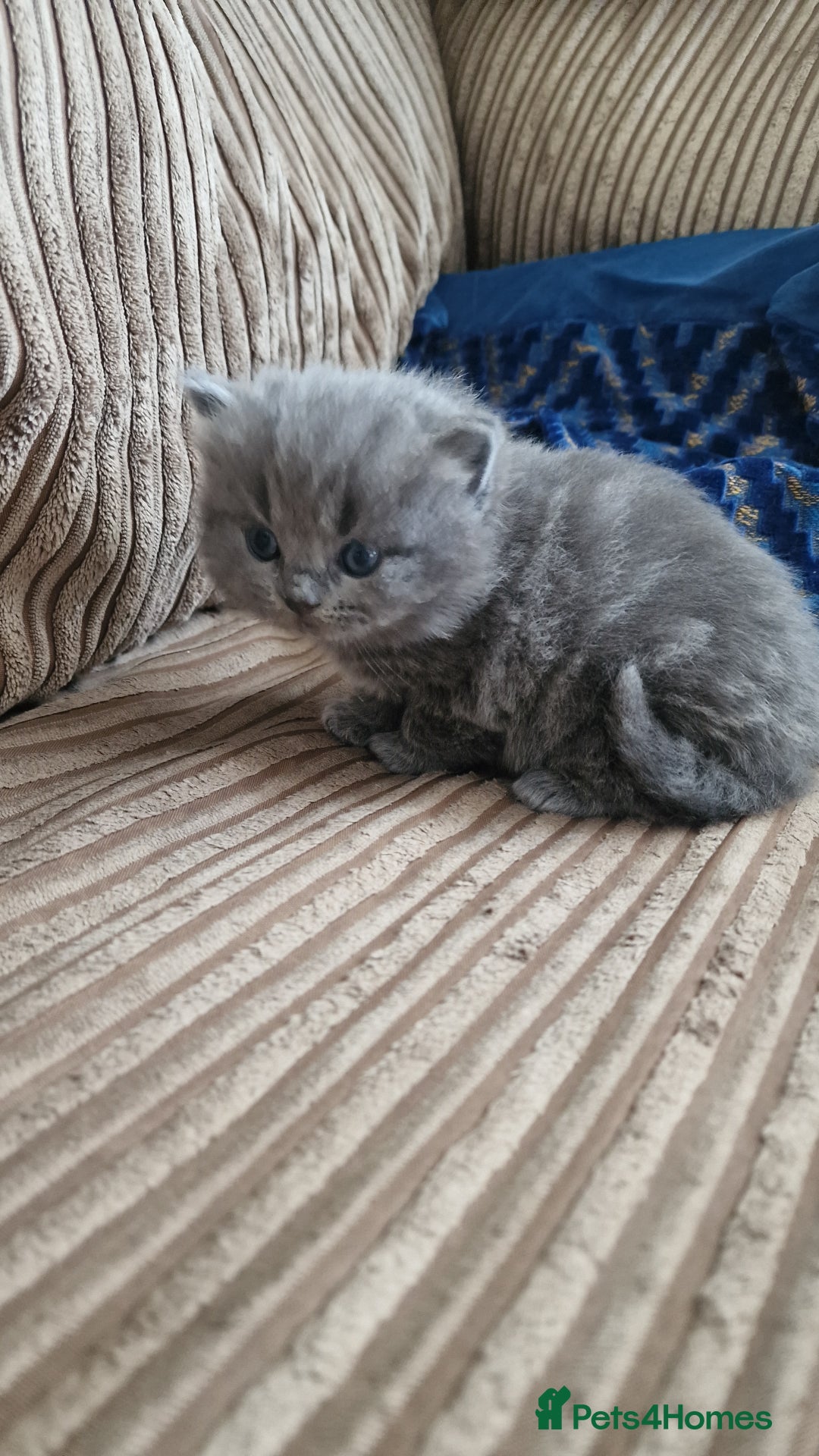 British Longhair cats for sale: BRITISH LONGHAIR/RAGDOLL/MAINE COON FOR SALE - Image 8