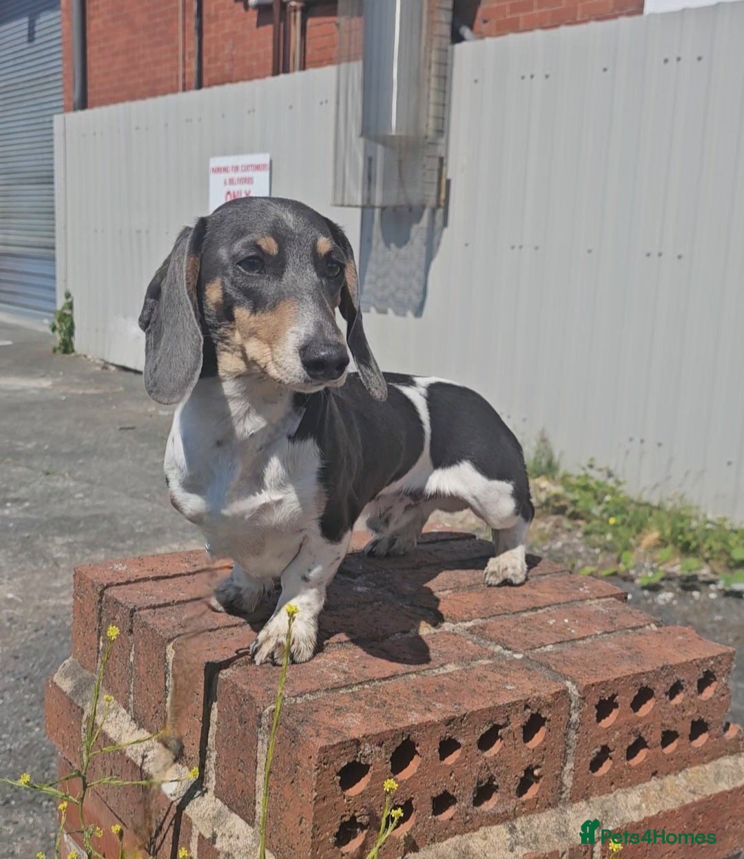 Miniature Dachshund dogs Blue piebald miniature Dachshund stud  - Advert 18