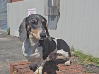 Miniature Dachshund dogs Blue piebald miniature Dachshund stud - Advert 16