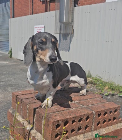 Miniature Dachshund dogs - Advert 1