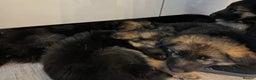 German Shepherd dogs for sale: German Shepherd  - Advert 9