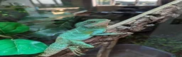 Lizard reptiles for sale: Water dragon and enclosure hand build  - Advert 3