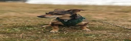 Mixed Breed dogs for adoption: Sweet Dali looking for LOVE  - Advert 4