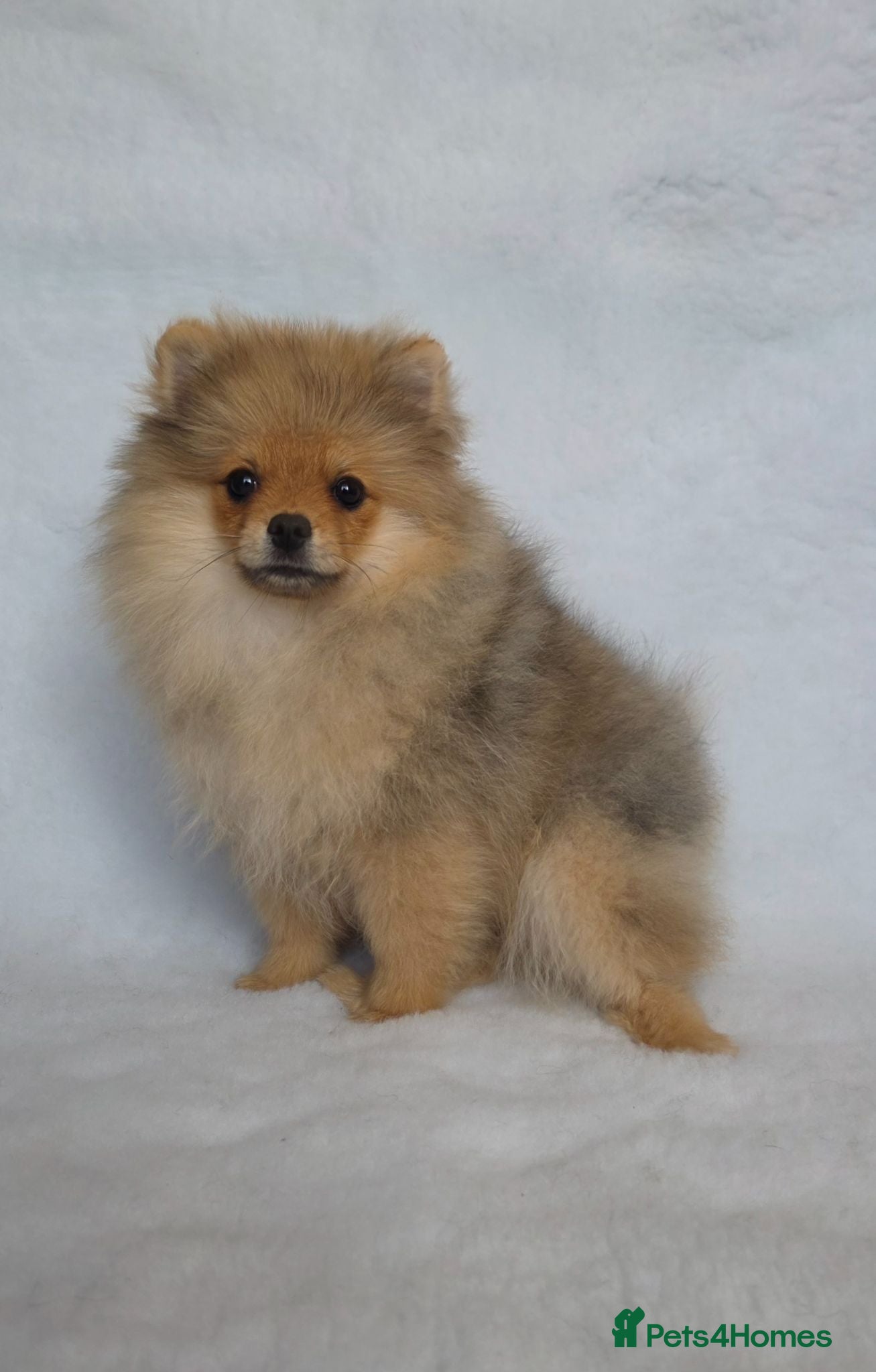 Pomeranian dogs Pomeranian puppies rare colour - Advert 1
