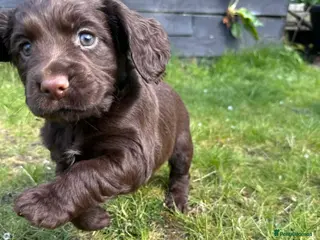 Cocker Spaniel dogs Working Cocker Spaniel, KC ready 8 May - Advert 18