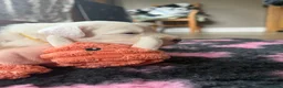 Old English Sheepdog dogs for sale: Bonnies beautiful pups  - Advert 6
