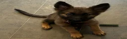 German Shepherd dogs for sale: Beautiful German shepherd cross Belgium shepherd  - Advert 12