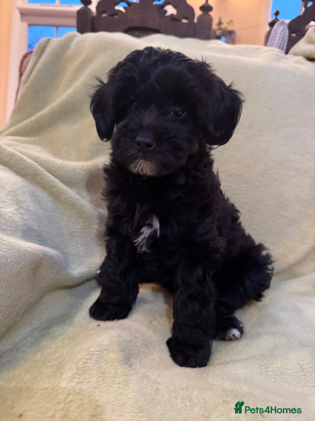Yorkiepoo dogs for sale: Yorkiepoo pups - Image 7