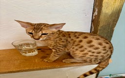 Savannah cats for sale: Cinnamon F4  savannah female & male kittens, TICA  in Spalding - Image 10