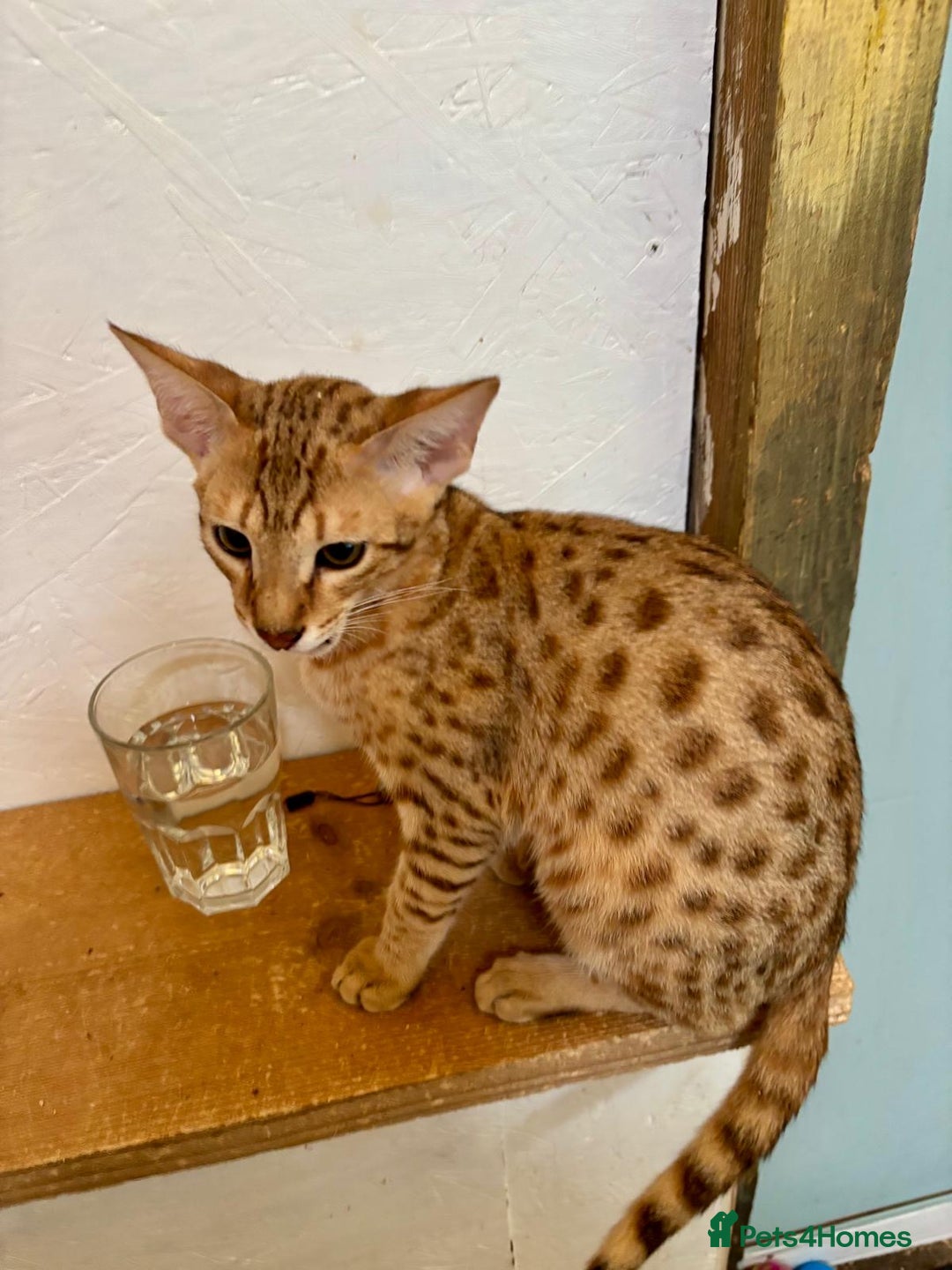 Savannah cats for sale: Cinnamon F4  savannah female & male kittens, TICA  in Spalding - Image 10