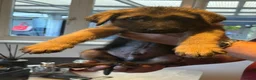 German Shepherd dogs for sale: 1 BOY LEFT!!!!!!Ready to go to new family  - Advert 9