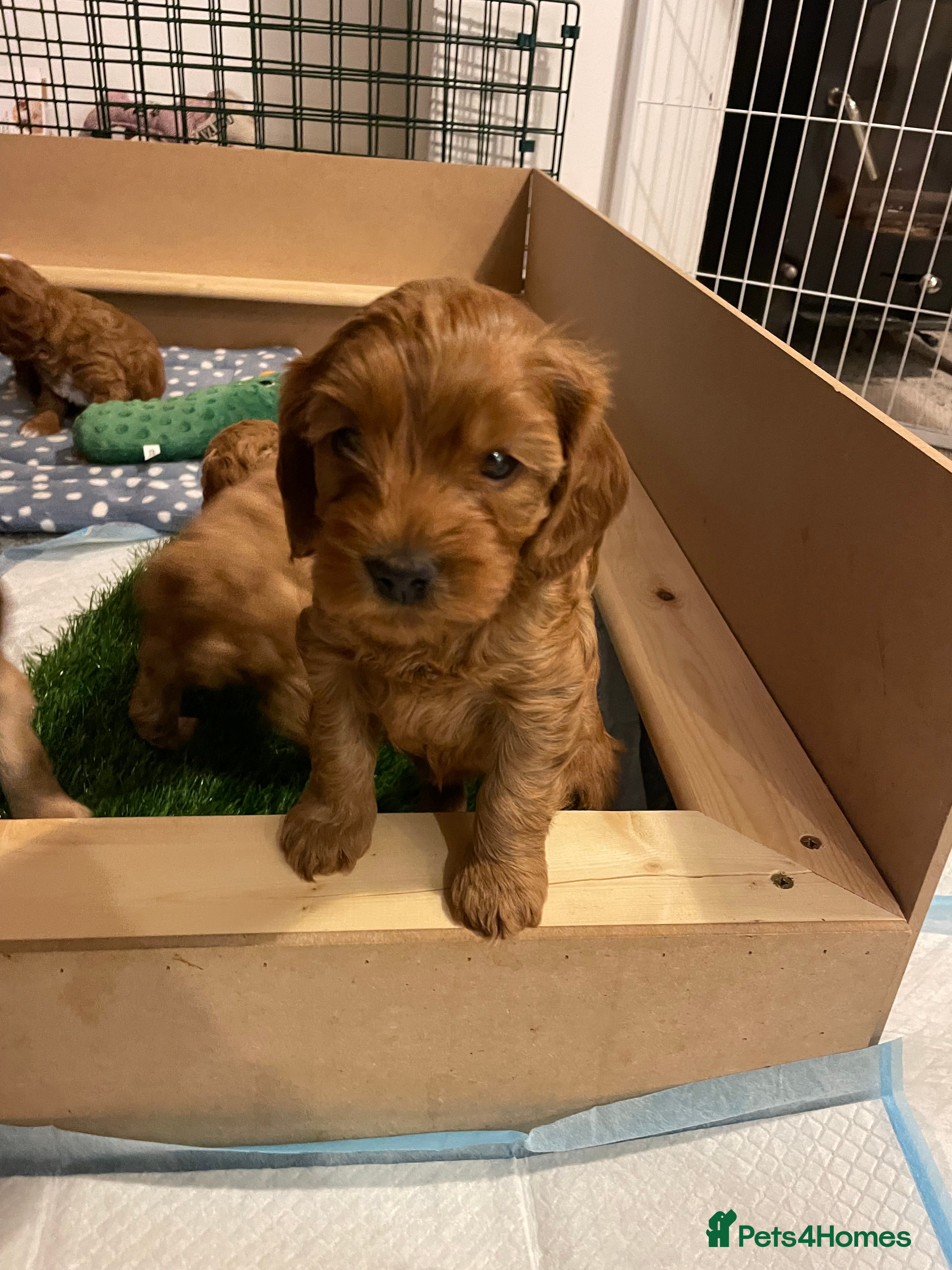 Cavapoo dogs Exceptional Cavapoo Puppies - Ruby & Apricot - Advert 2