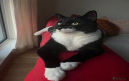 Mixed Breed cats for sale: Two indoors twin cats - London - Image 5