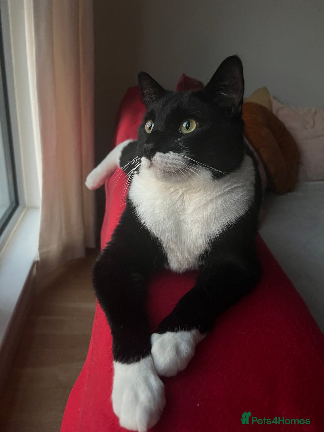 Mixed Breed cats for sale: Two indoors twin cats - London - Image 5