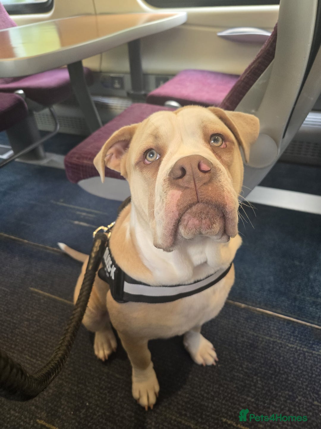 Olde English Bulldogge dogs for sale: 11 month old Pup for Rehoming - Image 1