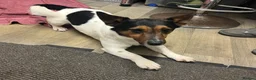 Jack Russell dogs for sale: Tri Coloured Jack Russell Puppies - Advert 2