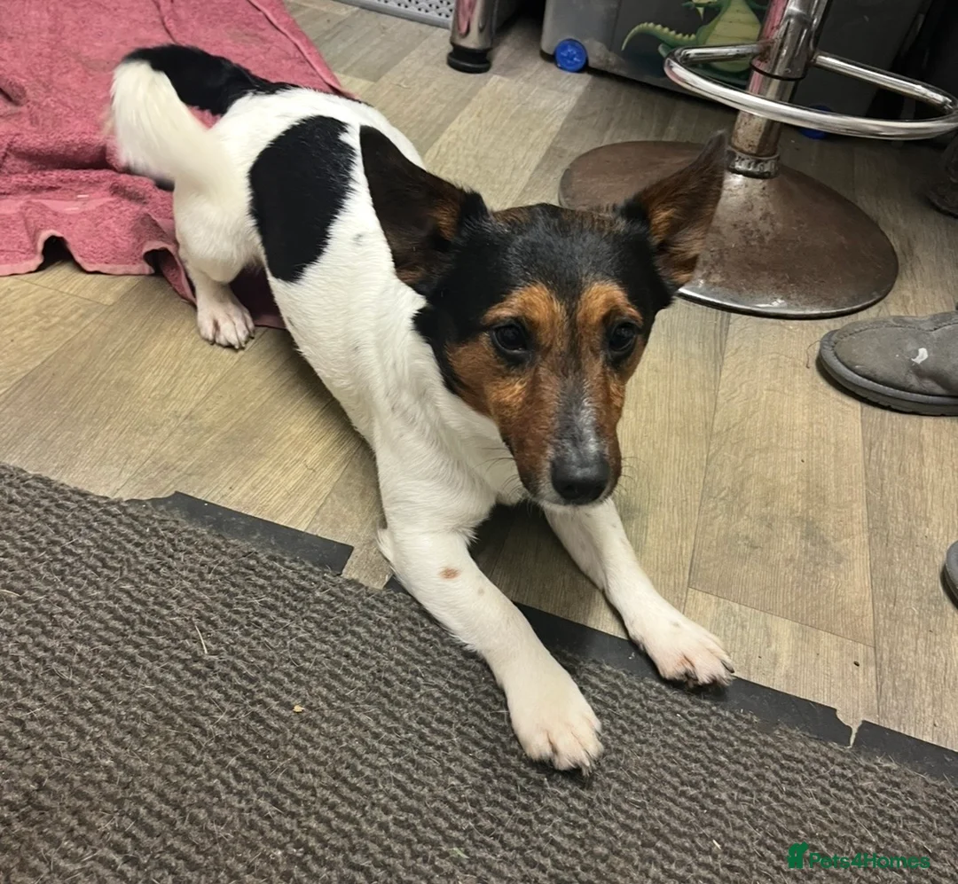 Jack Russell dogs for sale: Tri Coloured Jack Russell Puppies - Advert 2