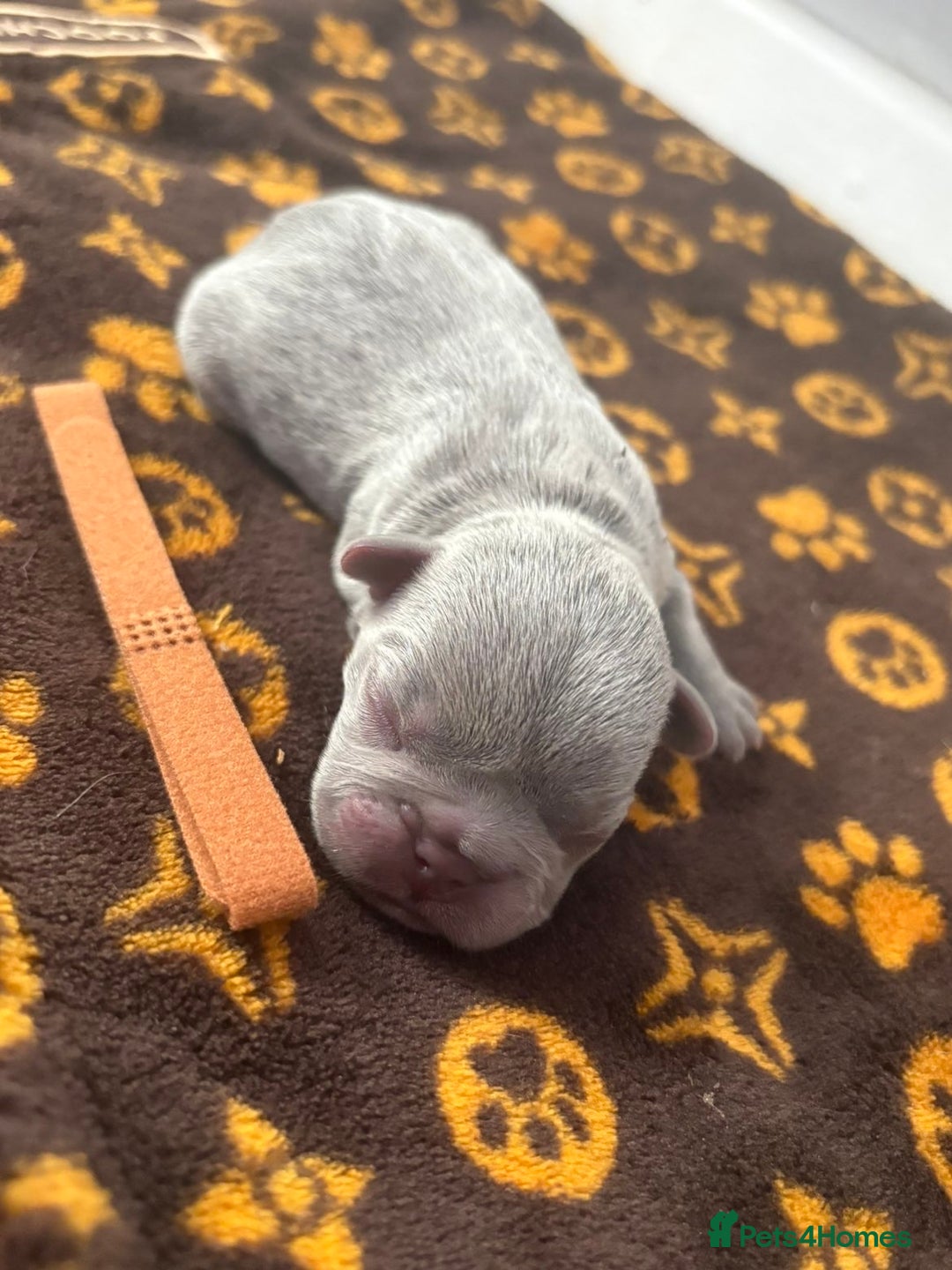 French Bulldog dogs for sale: French bulldog puppies  - Image 5
