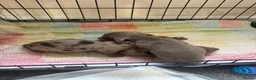 Dachshund dogs for sale: Miniature dachshund  - Advert 3