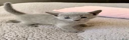 Russian Blue cats for sale: TICA registered pedigree russian blue kittens - Advert 5