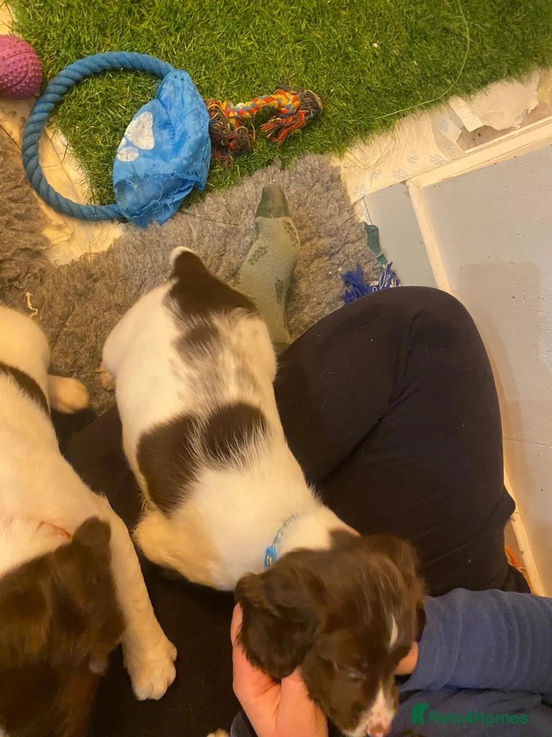 English Springer Spaniel dogs for sale: English Springer Spaniel Pups - Advert 15