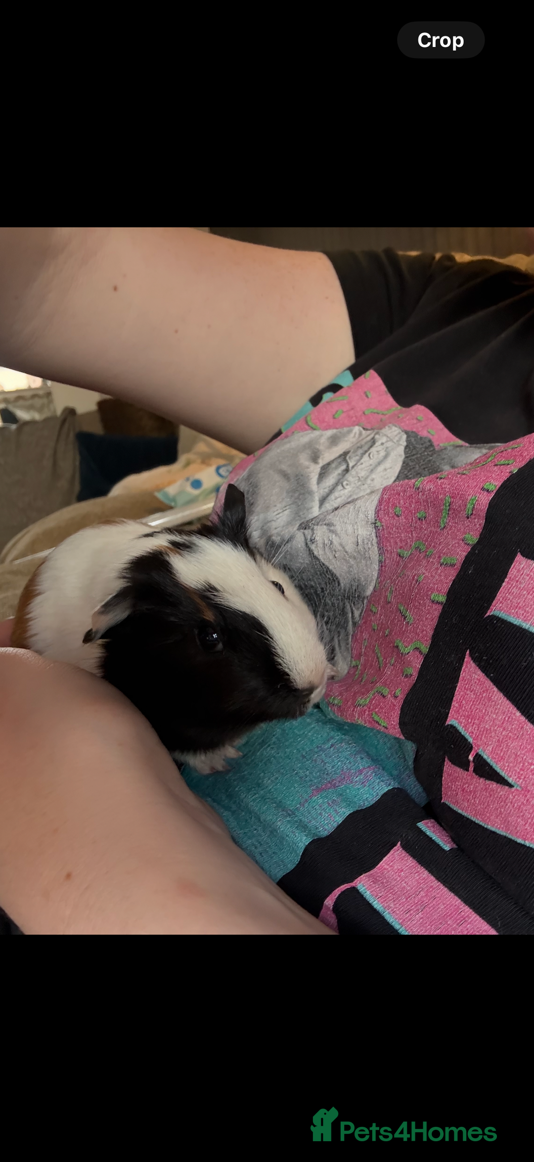 Guinea Pig rodents for sale: 2 Young Male Guinea Pigs - Cage included - Advert 2