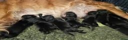 Goldador dogs for sale: Extensively health tested Goldador 5⭐️ homebreeder - Advert 15