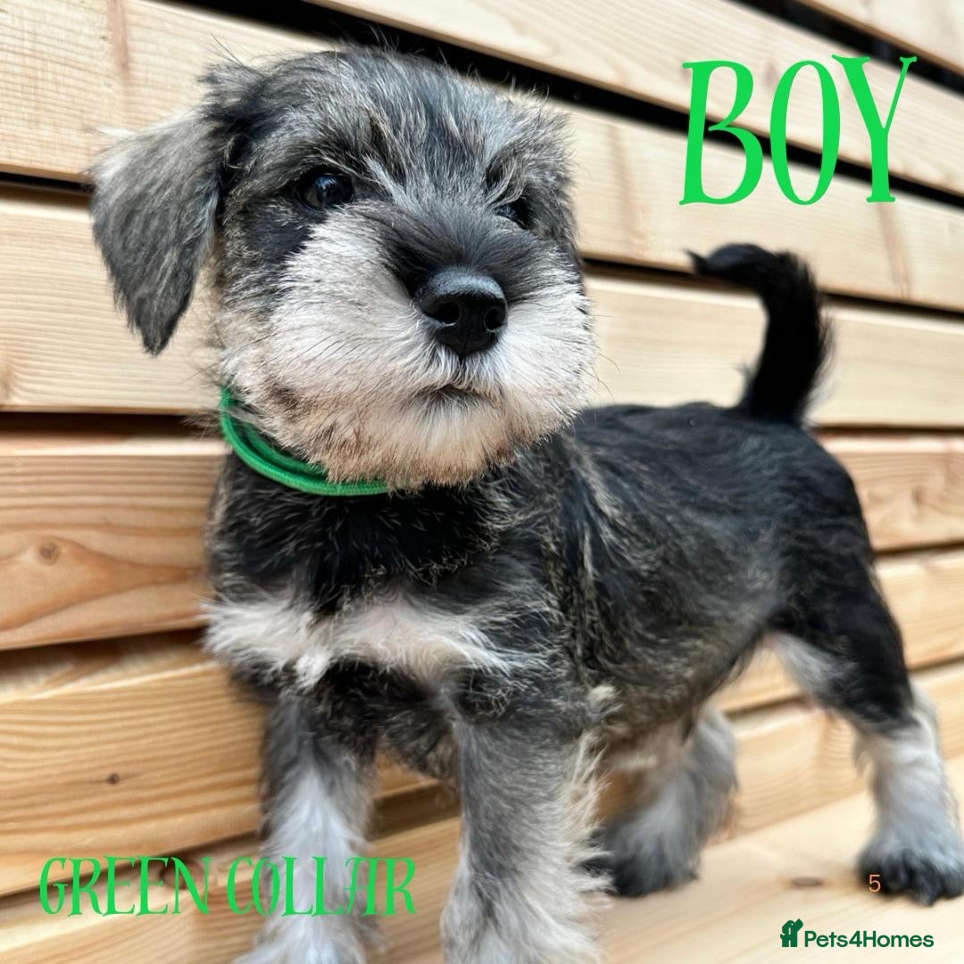 Miniature Schnauzer dogs for sale: Amazing Miniature Schnauzers - Image 4