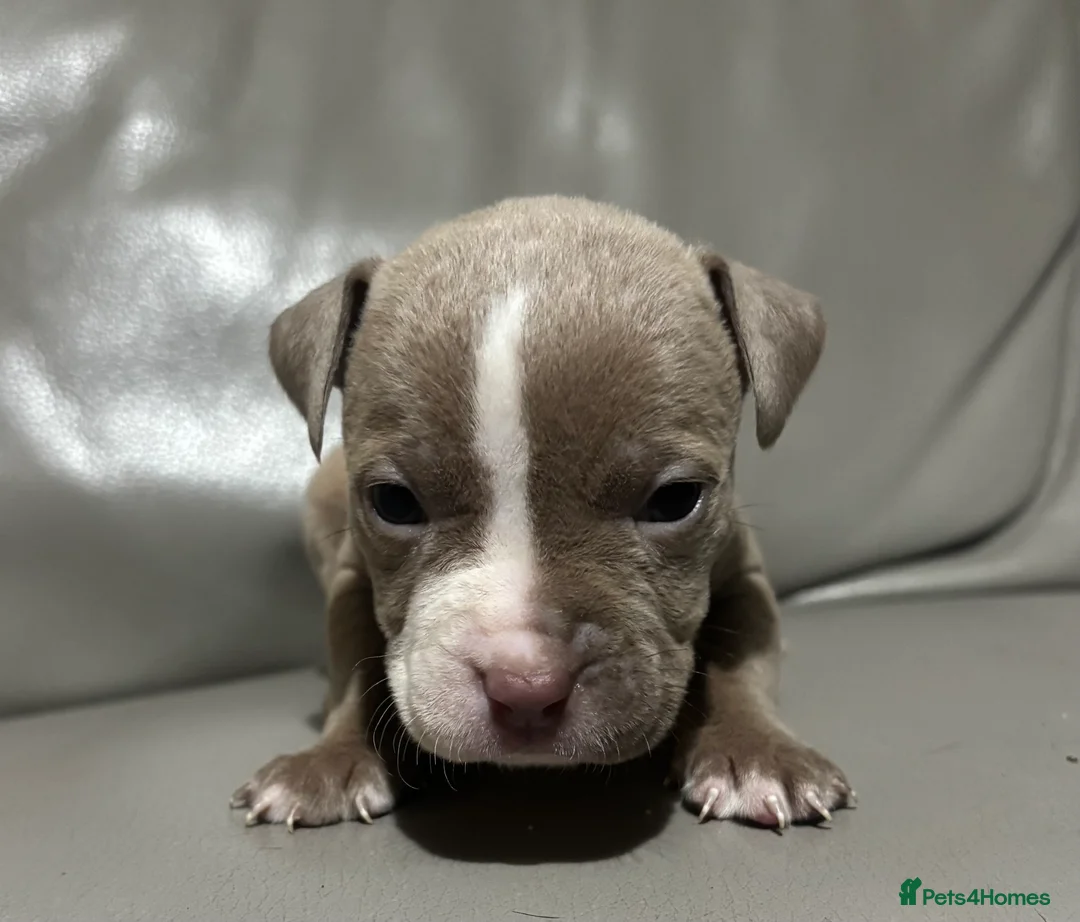 Mixed Breed dogs for sale: American bulldog cross American staff  - Advert 11