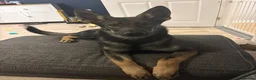 Mixed Breed dogs for sale: Bella 🩷 in Barry - Advert 4