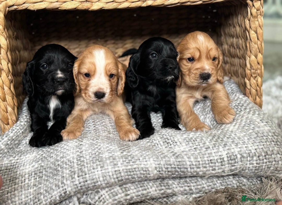 Cocker Spaniel dogs for sale: 4 Adorable working Cocker Spaniel puppies  - Image 13