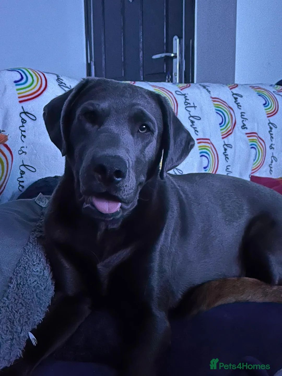 Labrador Retriever dogs for stud: Charcoal Labrador For Stud - Advert 14