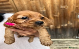 Cockalier dogs for sale: Cockaliers  - Image 17