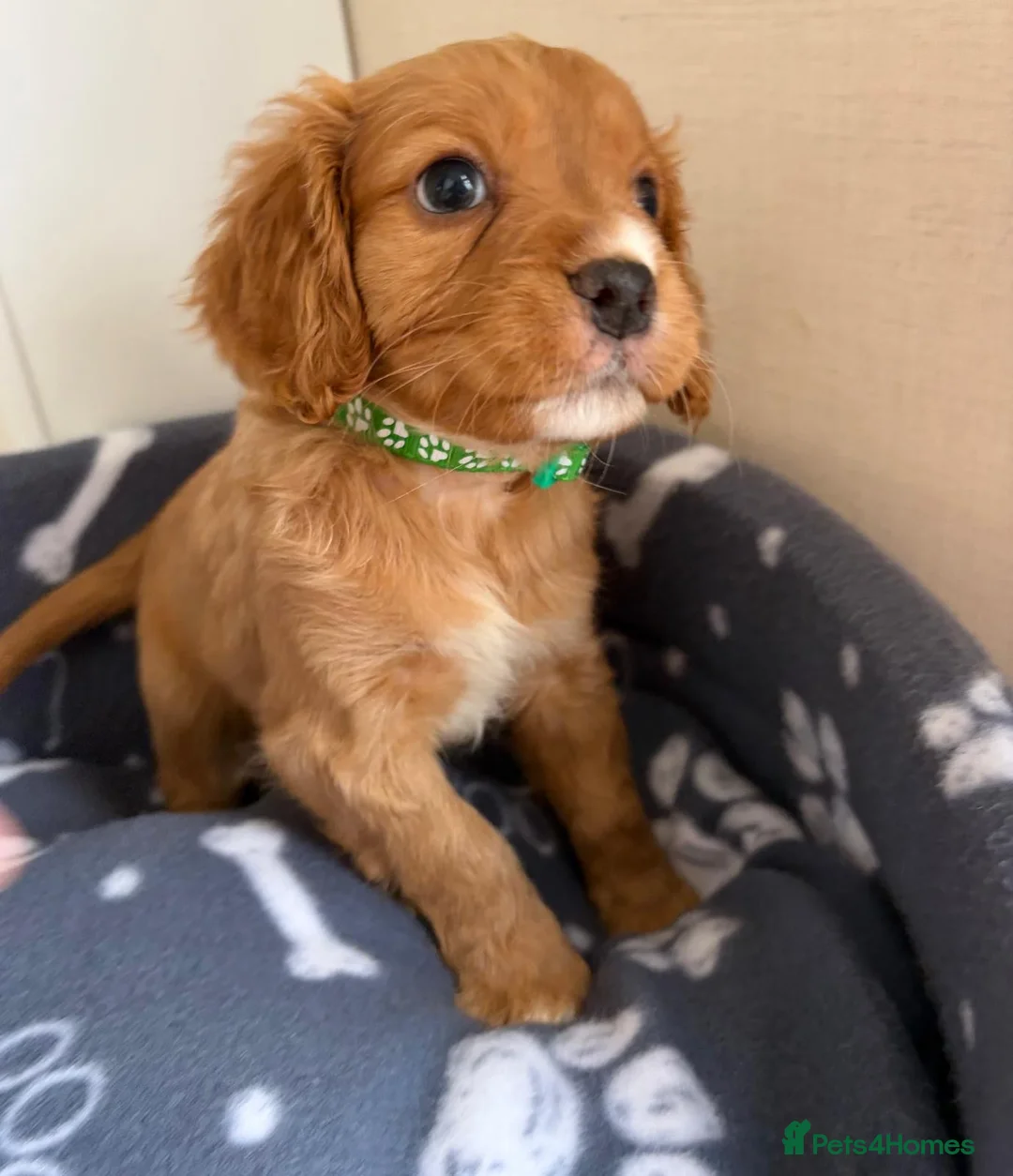 Mixed Breed dogs for sale: Cavapoo Puppies  - Advert 2