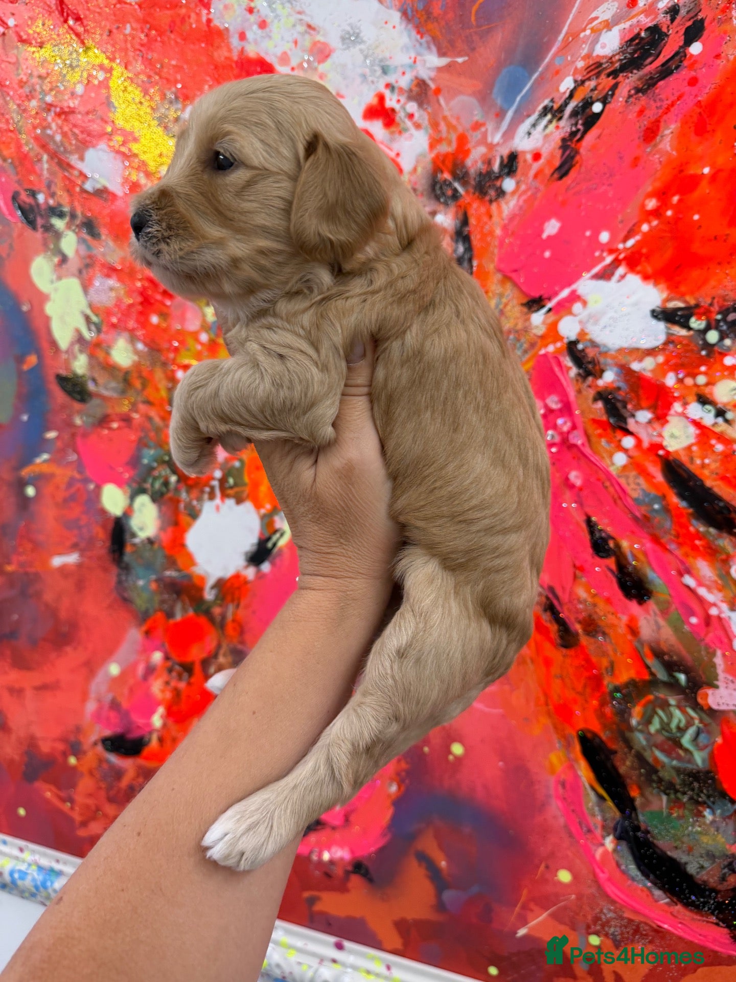 Labradoodle dogs Stunning Doodles Mini\Small Medium Apricot Girl - Advert 2