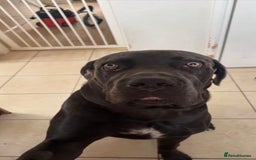 Cane Corso dogs for sale: Reggie Cane corso  - Image 8