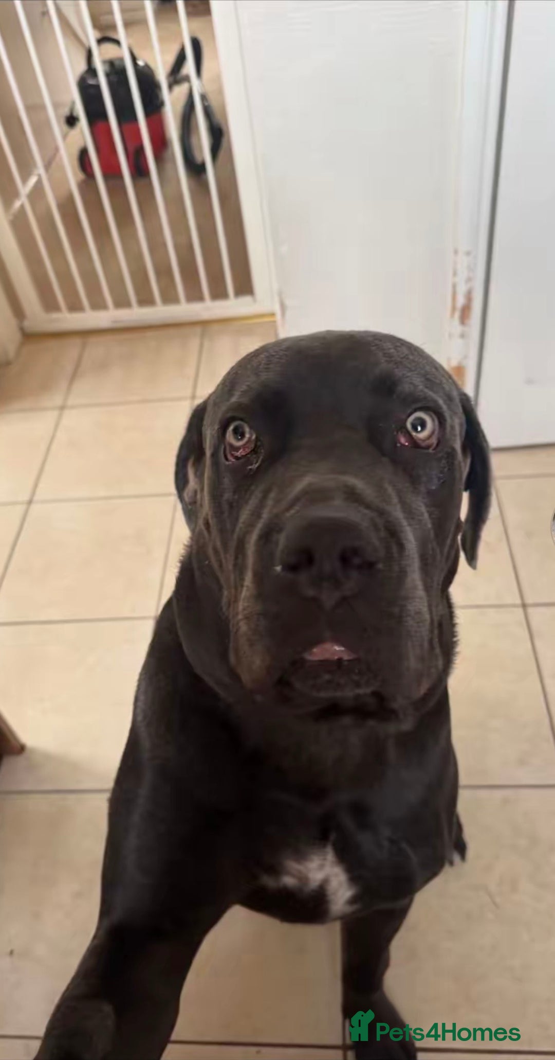 Cane Corso dogs for sale: Reggie Cane corso  - Image 8