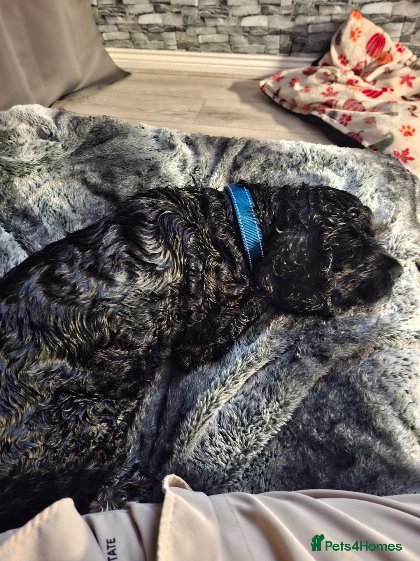 American Cocker Spaniel dogs for sale: 🐾 ARMANI THE DREAM DOG / 5th GEN 🐾 - Advert 2