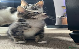 Domestic Shorthair cats for sale: 3 female kittens  - Image 6
