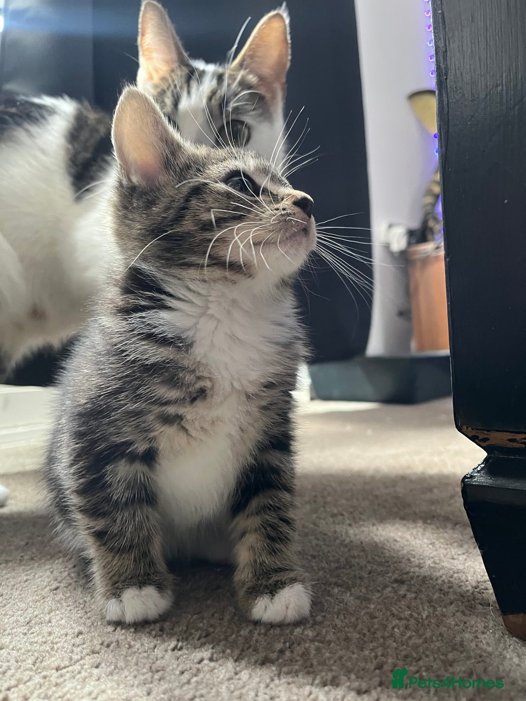 Domestic Shorthair cats for sale: 3 female kittens  - Image 6