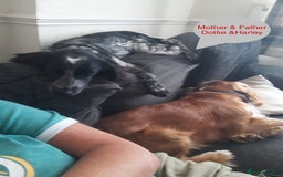 Sprocker dogs for sale: Sprockers 3/4 Cocker spaniel puppies for sale - Image 3
