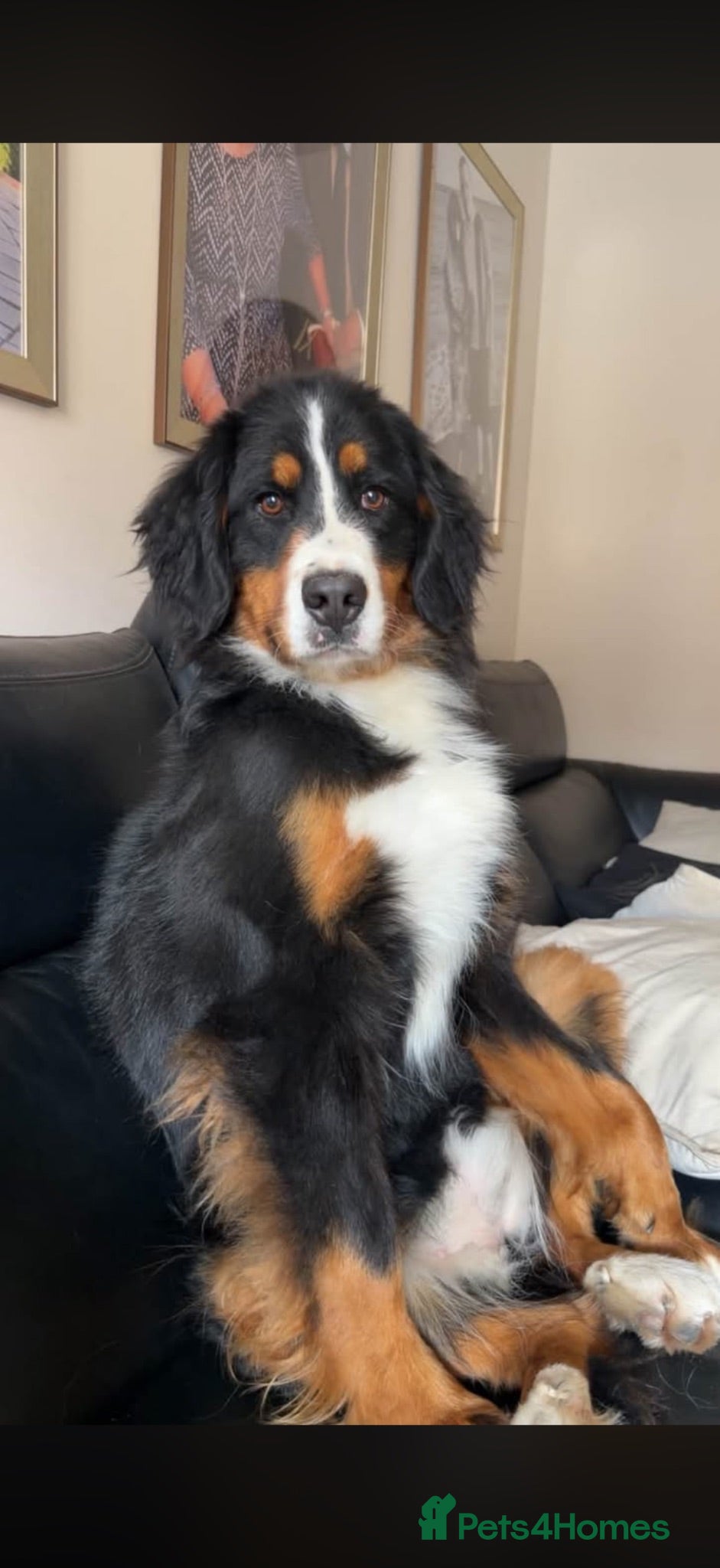 Bernese Mountain Dog dogs IKC 2 year old female  - Advert 1
