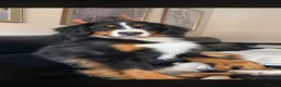 Bernese Mountain Dog dogs for sale: IKC 2 year old female  - Advert 1