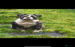 Old Tyme Bulldog dogs for sale: The amazing Lola  - Advert 2