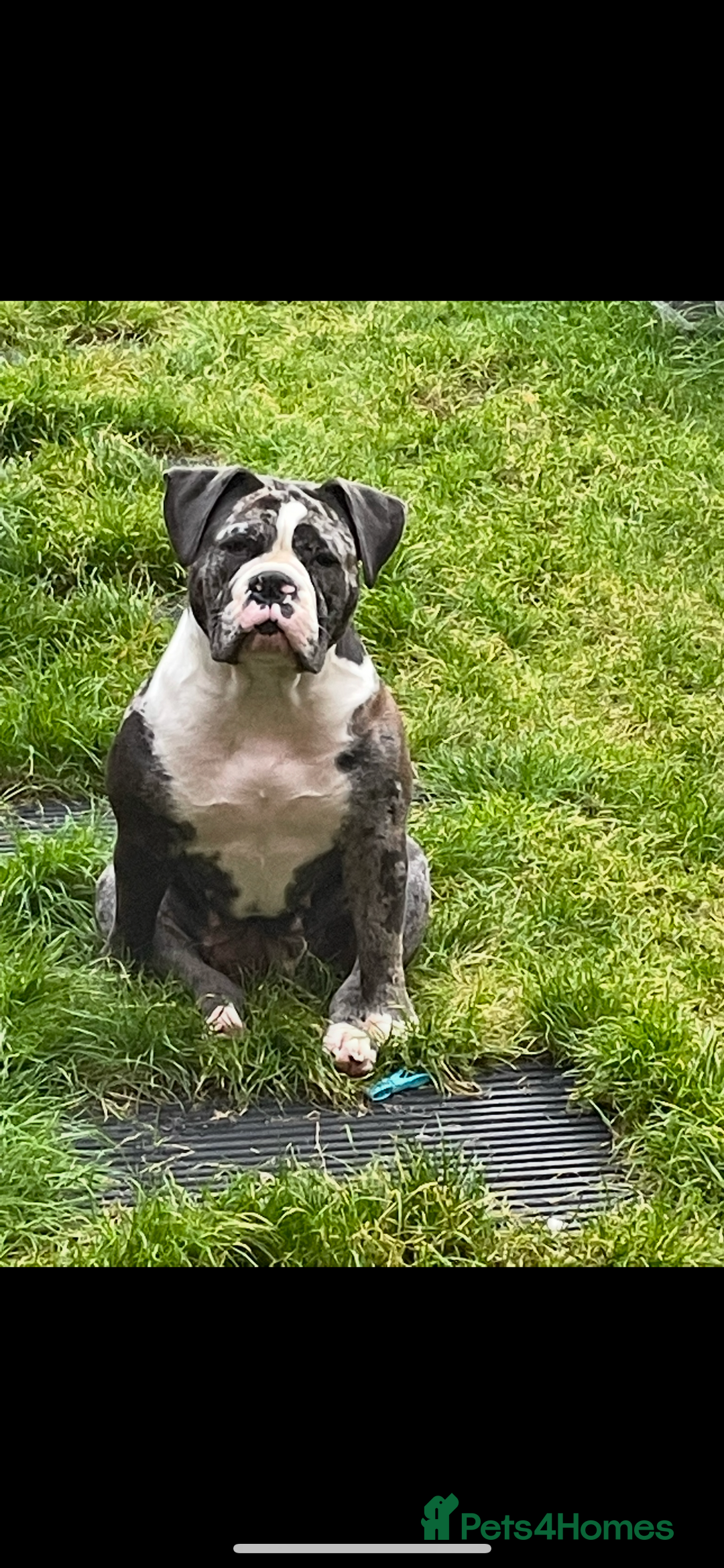 Old Tyme Bulldog dogs for sale: The amazing Lola  - Advert 2