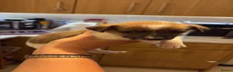 Jack Russell dogs for sale: Beautiful bob tail jack Russle puppies - Advert 7