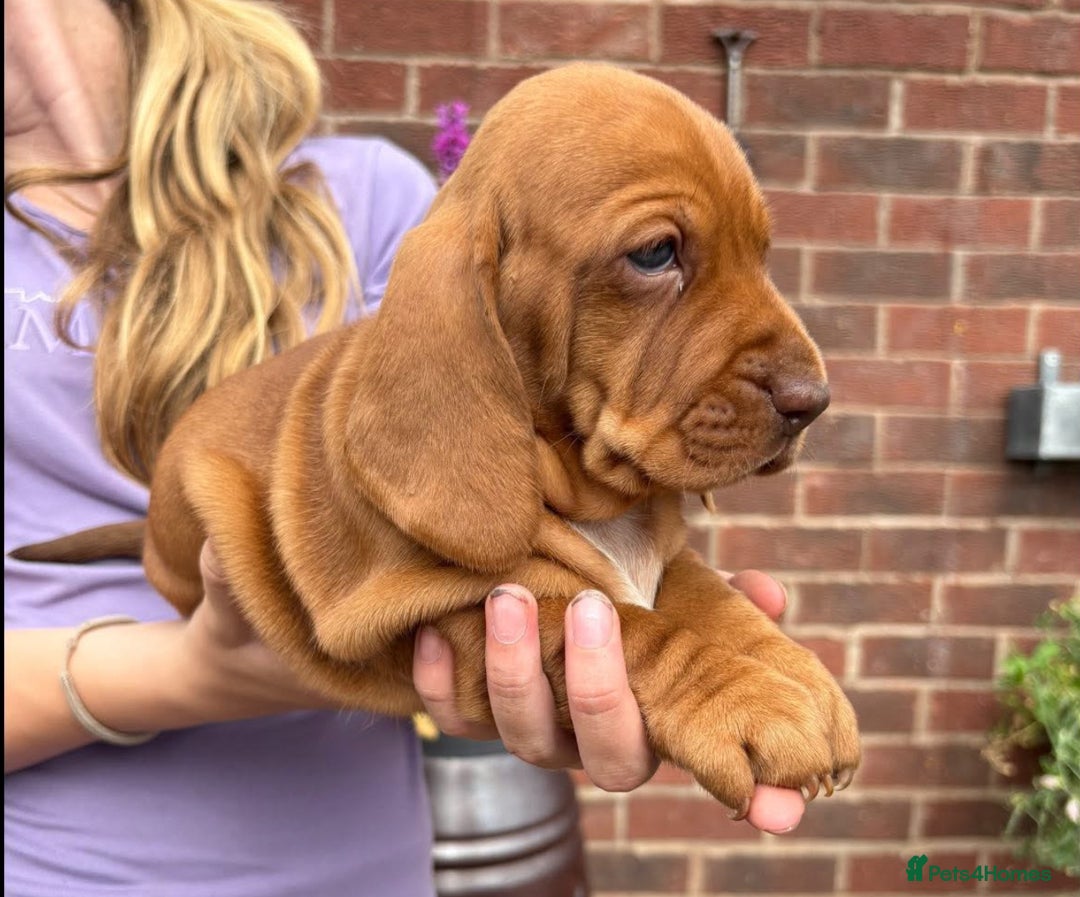 Mixed Breed dogs for sale: Beautiful Basset Hound x’s - Image 9