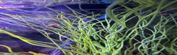 Mollies fish for sale: Balloon molly babies - Advert 4