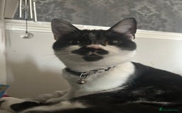 British Shorthair cats for sale: 7 month old British short hair mix kitten  - Image 4