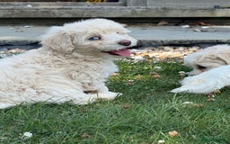 Maltipoo dogs for sale: 🌟 READY NOW 🌟 F1 Maltipoos  - Image 18